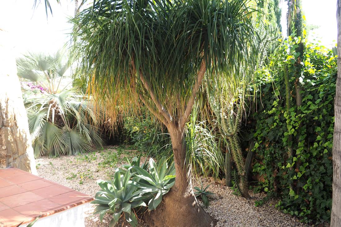El jardín, con palmeras y cactus — Villa Ricarlos