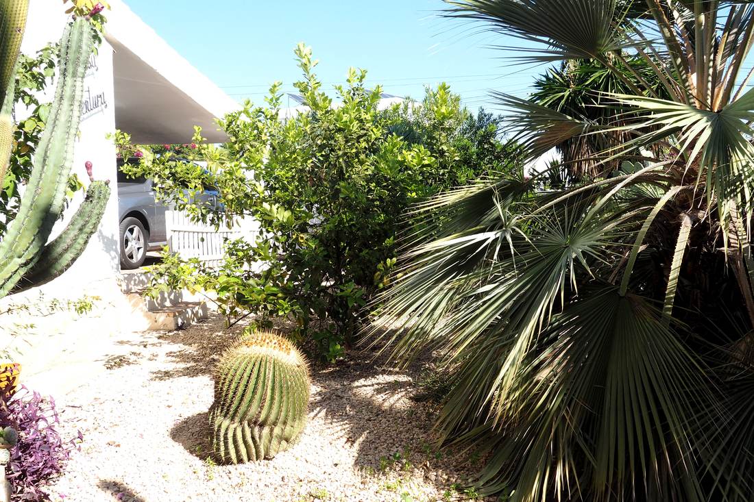 El jardín, con palmeras y cactus — Villa Ricarlos