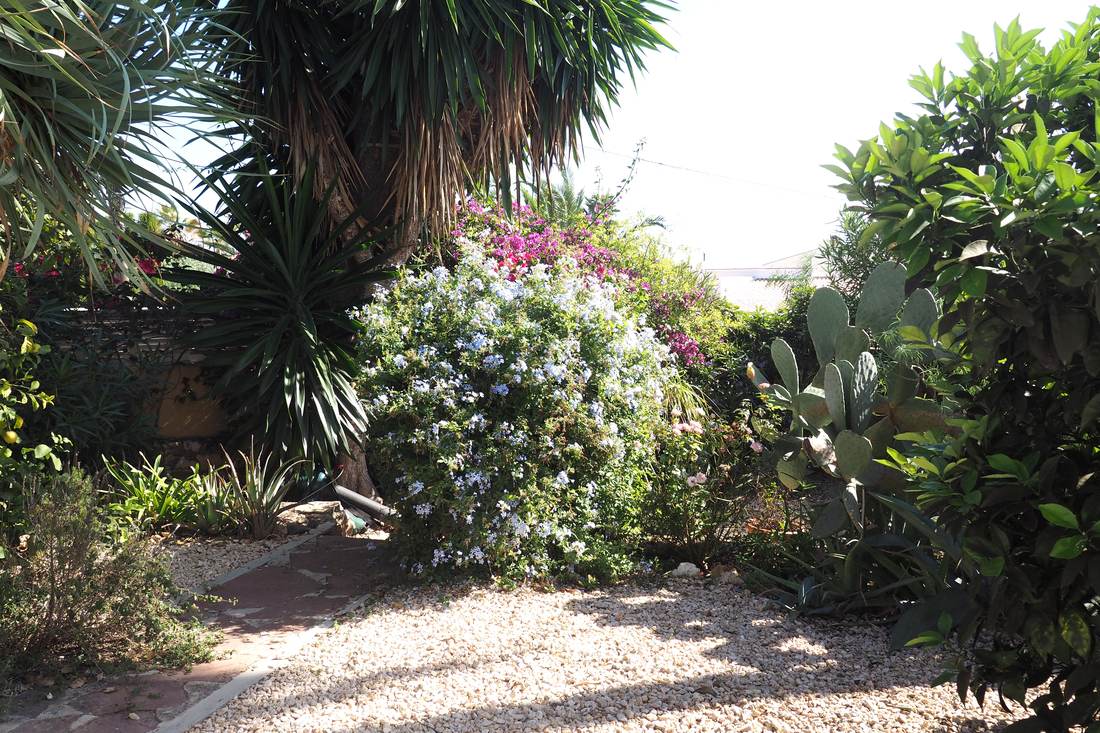 El jardín, con palmeras y cactus — Villa Ricarlos