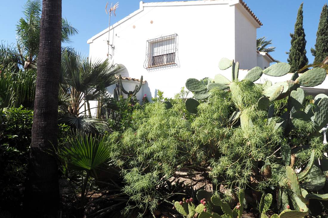 El jardín, con palmeras y cactus — Villa Ricarlos