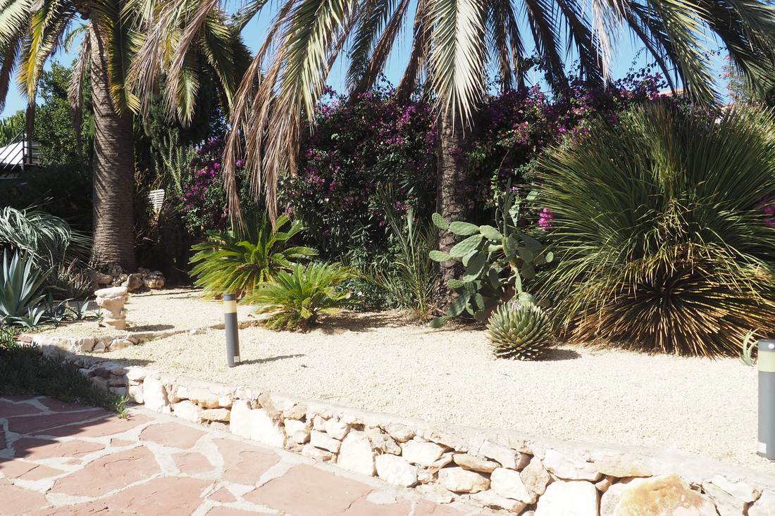 El jardín, con palmeras y cactus — Villa Ricarlos